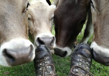 Tips for the care of your hiking boots 20 Care of hiking boots - Four cows licking hiking boots.