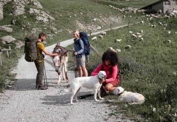 Planning hut-to-hut hikes 18 Planning hut-to-hut hikes - dogs and donkeys welcome the hikers shortly before the hut.