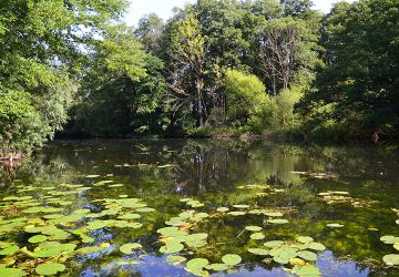 Untouched nature around the Wakenitz near Lübeck.