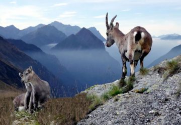Wandern durch die Greina-Hochebene 16 Gämse mit Jungtieren in der Greina-Hochebene in der Schweiz. Foto: Gabriela Fink, pixabay.