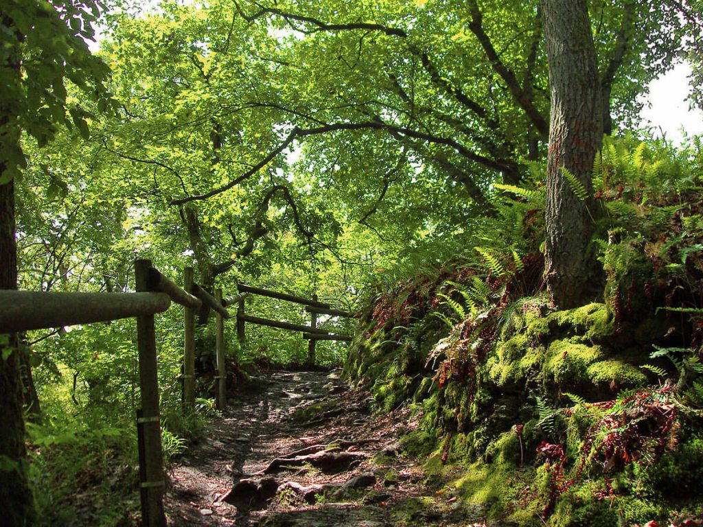 Wandern auf dem Natursteig Sieg 13 Wandern durch Wald.