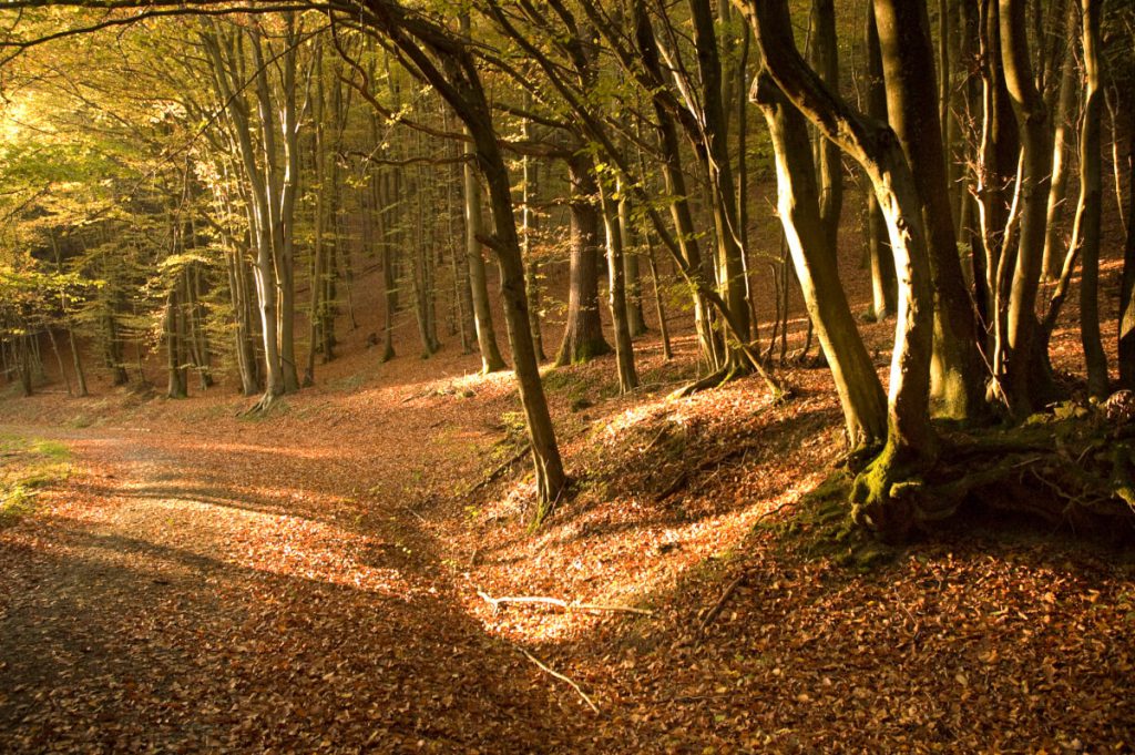 Wandern auf dem Natursteig Sieg 9 Herbstlicher Waldpfad in der Naturregion Sieg.