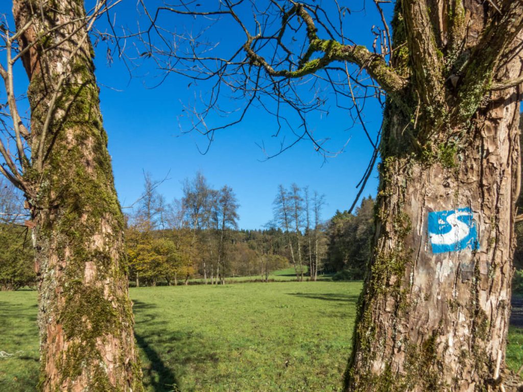 Wandern auf dem Natursteig Sieg 3 Wandern auf dem Natursteig Sieg - Blau-weisse Wegmarkierung an einem Baum.