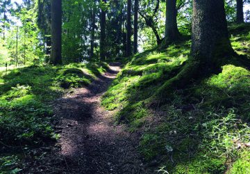Hiking Natursteig Sieg - Path through the forest. Photo: Naturregion Sieg