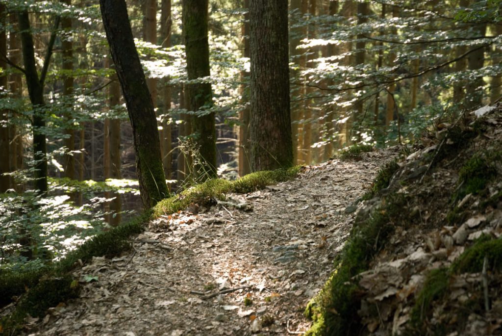 Wandern auf dem Natursteig Sieg 7 Pfad durch einen Wald auf dem Natursteig Sieg.