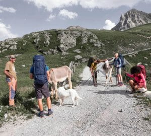 Hikers stroke two donkeys and two white dogs just before a hut.