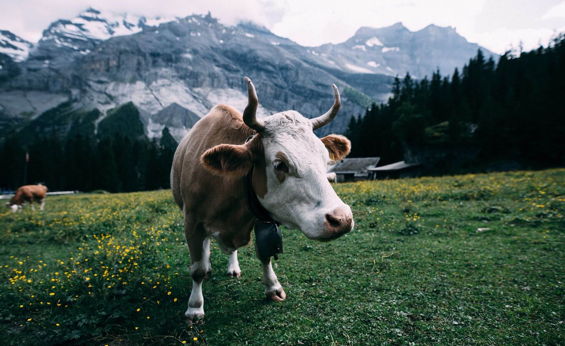 60x40cm #97537 Kühe Kuh Auf Der Alm Almwiese Tier Fußmatte Türmatte 