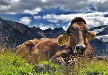 Are cows dangerous for hikers? 9 Sind Kühe beim Wandern gefährlich - Kuh am Rand eines Wanderwegs in den Alpen