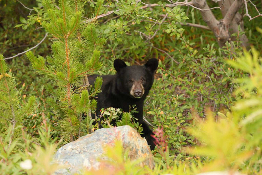 Fünf Tage auf dem Chilkoot Trail 2 Schwarzbär in den Wäldern entlang des Chilkoot Trail.