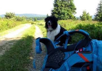 Hiking on the Rothaarsteig 16 Dog and backpack at the edge of the Rothaarsteig trail.