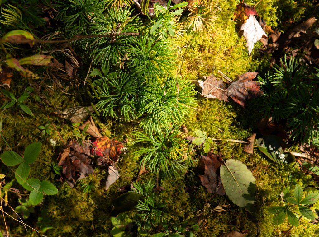 Leave no Trace hilft auch kleinsten Lebewesen. Hier im Bild: Blick auf moosigen Waldboden mit jungen Pflanzen und trockenen Blättern.